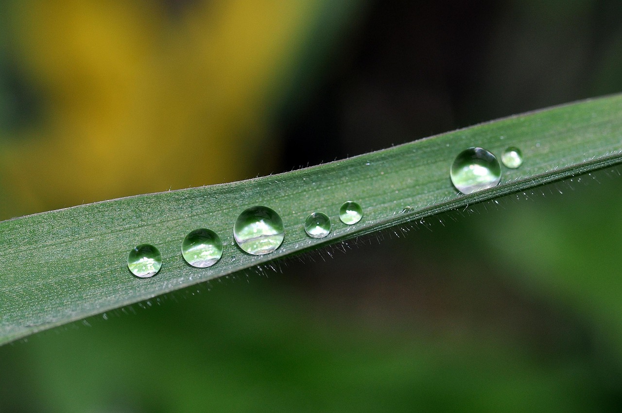Blade Of Grass Dew Free photo on Pixabay Pixabay