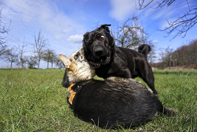 Free Meadow Animal photo and picture