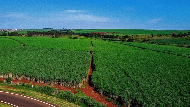 Meio Rural Plantação Campo Fazenda - Foto gratuita no Pixabay - Pixabay