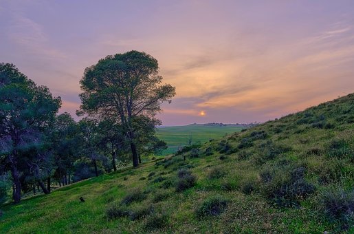Bäume, Sonnenuntergang, Hügel, Gras