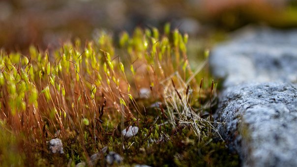 Free Moss Leaves photo and picture