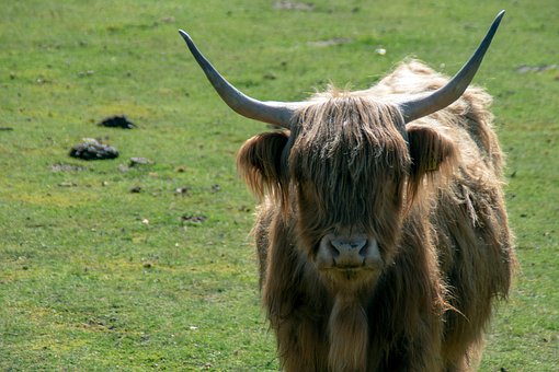 Vaca De Las Tierras Altas, Vaca, Pastar