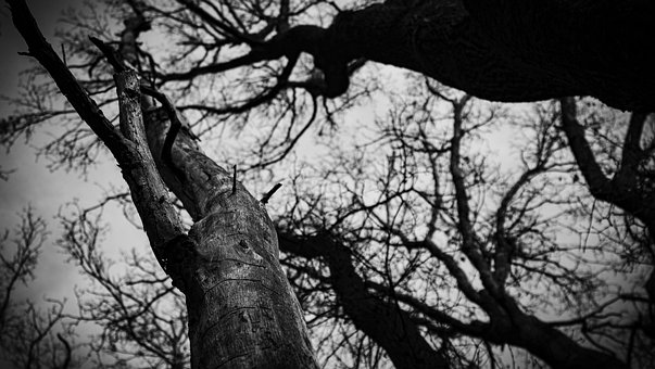 Free Bw Trees photo and picture