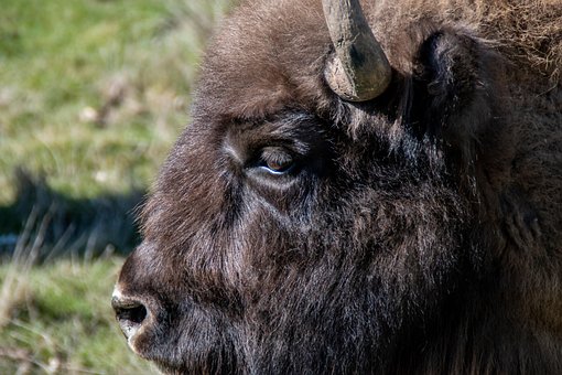 Bisonte, Animal, Cabeza, Mamífero