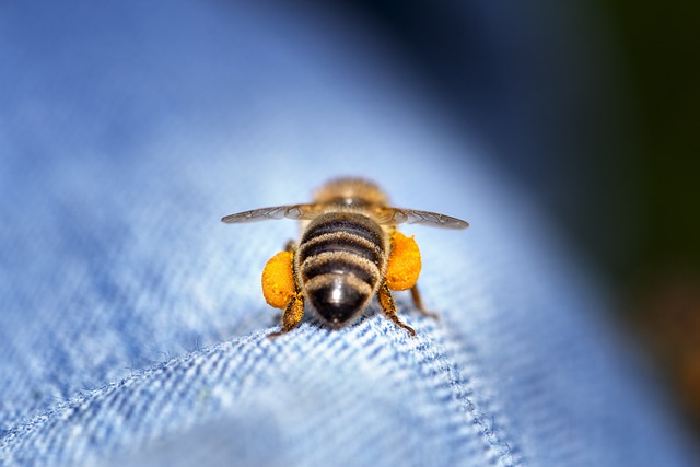 Free Bumblebee Bee photo and picture