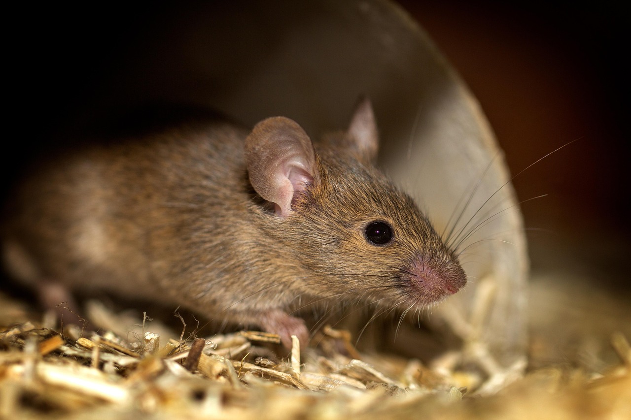 House Mouse Rodent Animal Free Photo On Pixabay House Mouse Rodent Animal Free Photo On Pixabay