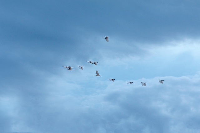 Vögel, Flug, Freiheit, Himmel, Wolken