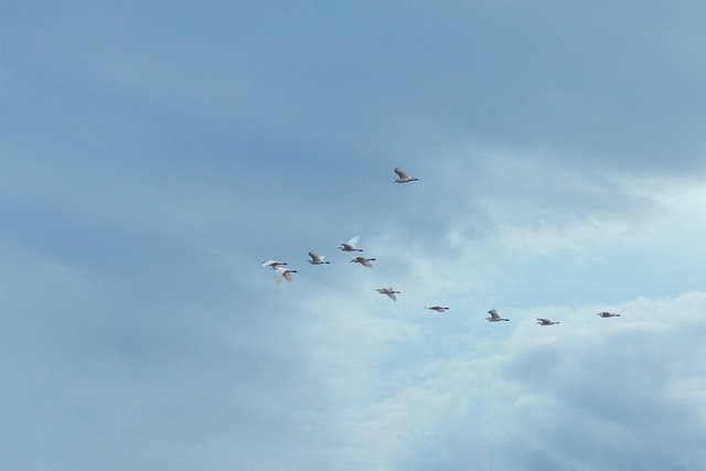 Vögel, Flug, Freiheit, Himmel, Wolken