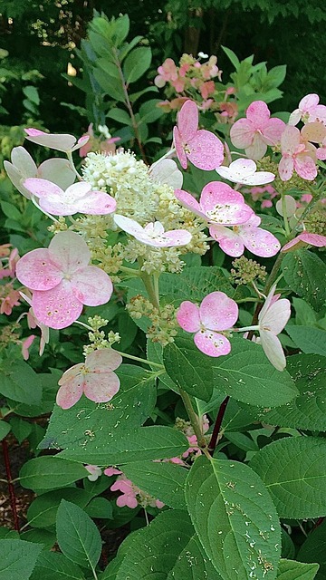 Free Hydrangea Pink Flowers photo and picture