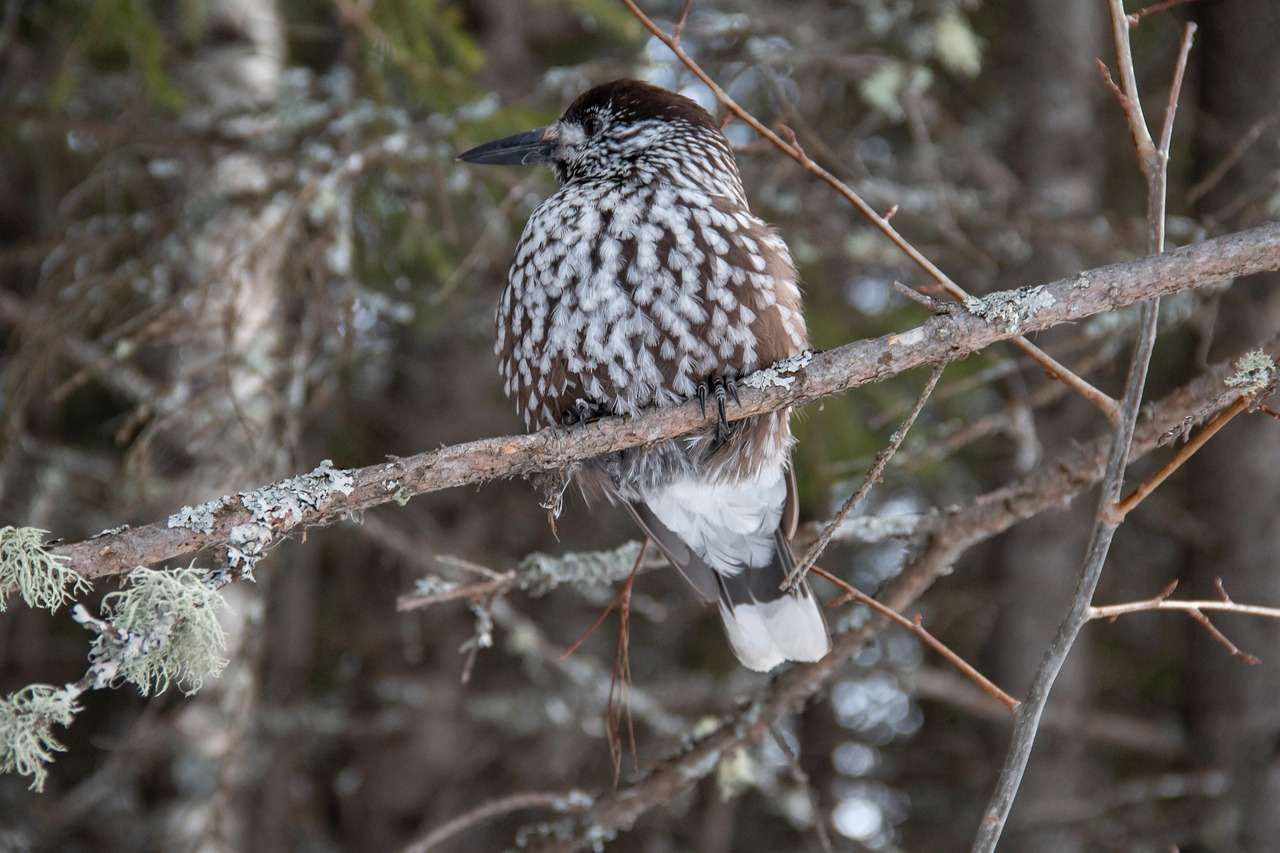 Nutcracker Bird Branch Free photo on Pixabay Pixabay