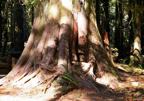 Free Massive Trees Douglas Fir photo and picture