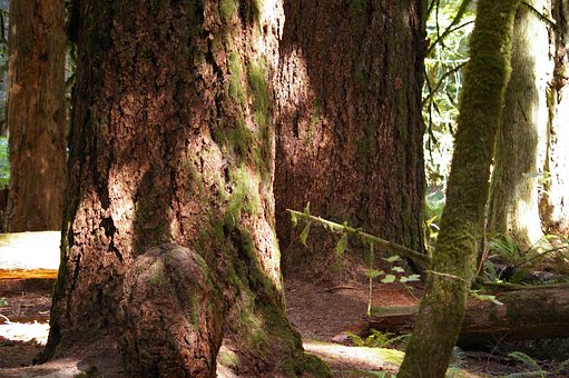 Free Rain Forest Old Growth Trees photo and picture