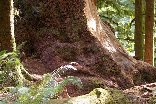 Free Massive Tree Trunk Red Bark photo and picture