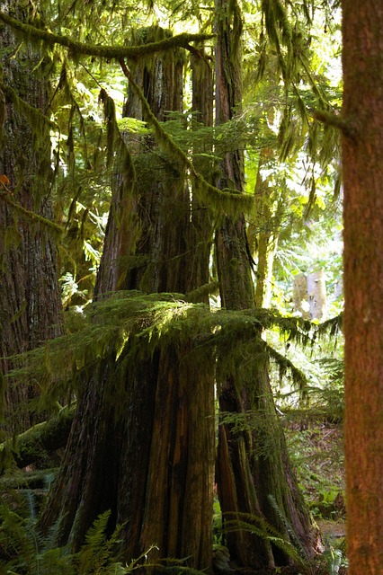 Free Standing Tree Trunk Moss photo and picture