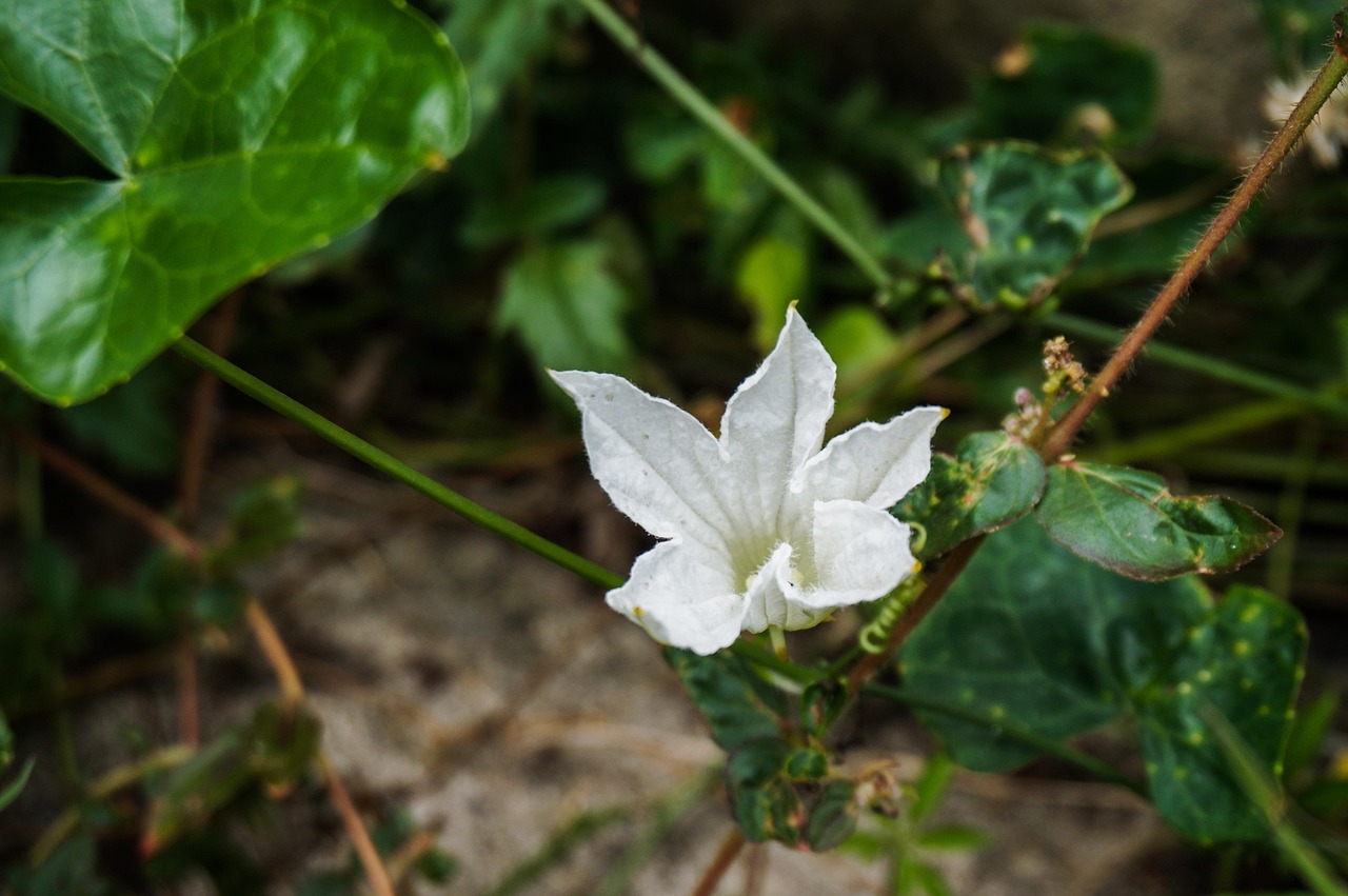 Efeu Blume Pflanze Weie - Kostenloses Foto auf Pixabay