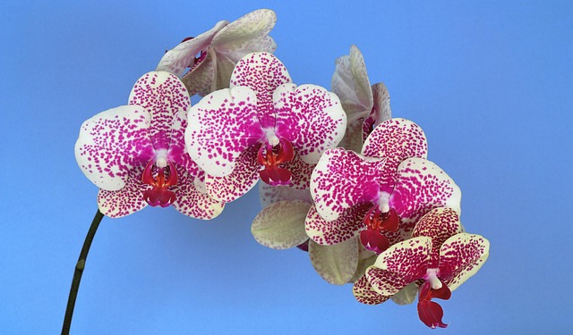 Free Orchid Flower photo and picture