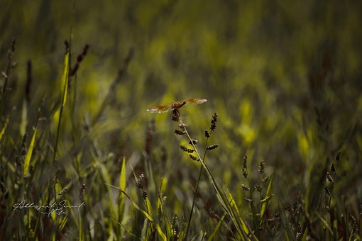 Free Dragonfly Fly photo and picture