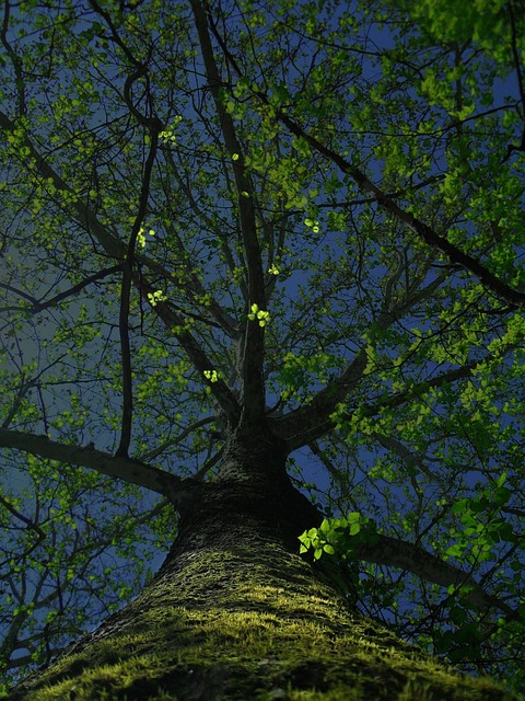 Free Trees Branches photo and picture