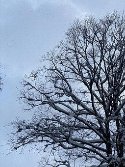 Free Tree Sky photo and picture