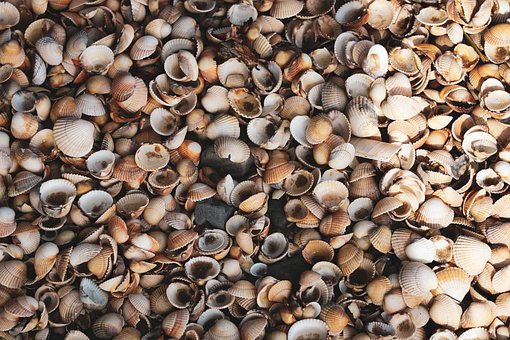Free Shells Beach photo and picture