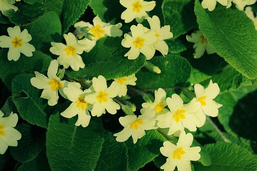 Free Primrose Flowers photo and picture