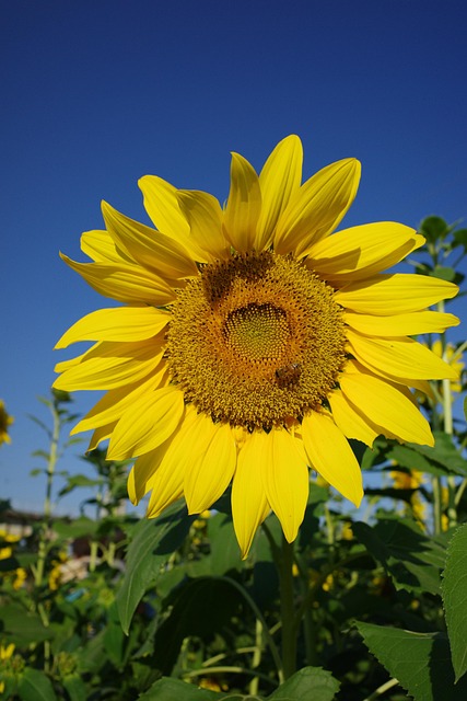 Free Sunflower Plant photo and picture