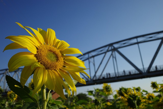 Free Sunflower Plant photo and picture