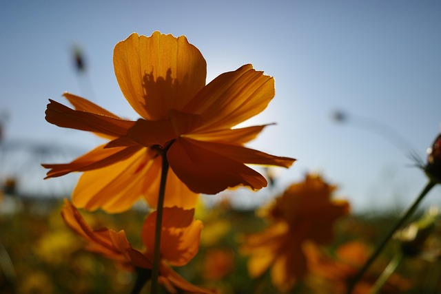 Free Flower Summer photo and picture