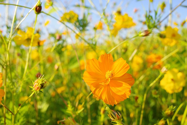 Free Flowers Spring photo and picture