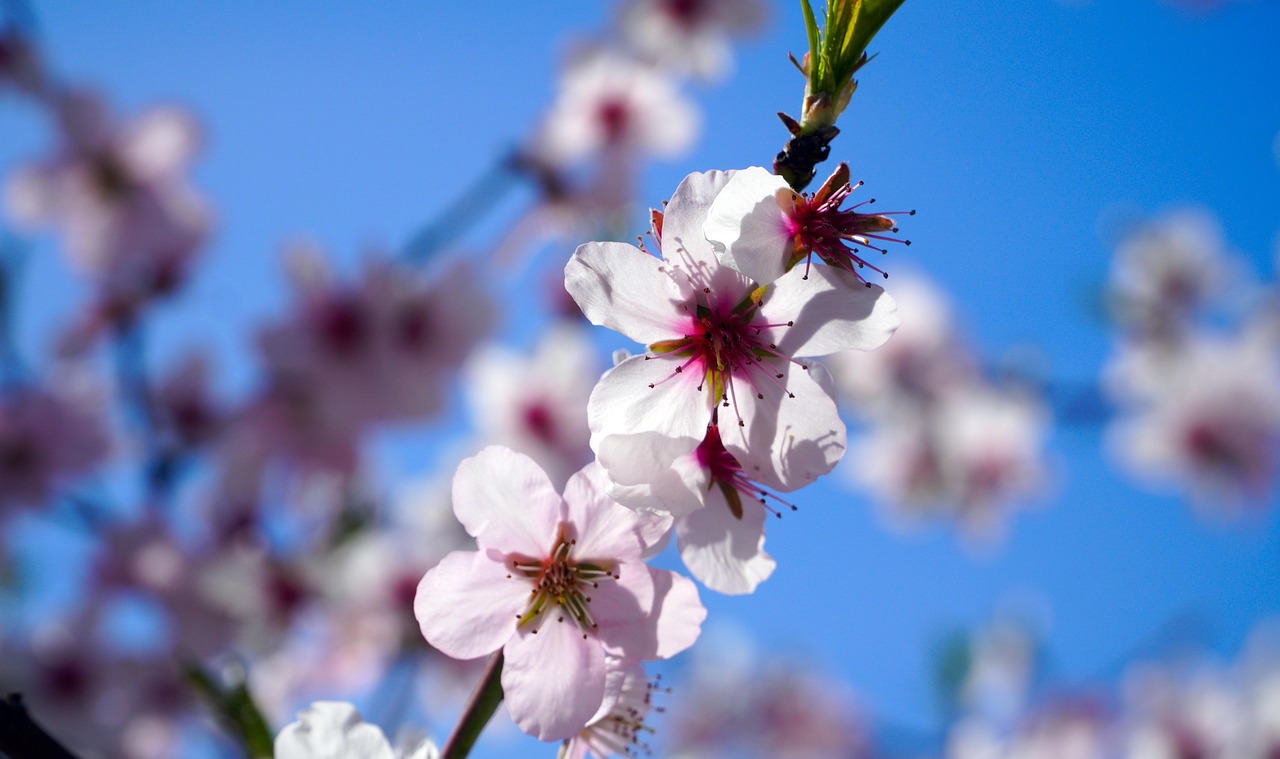 杏仁花 花朵 春天 - Pixabay上的免费照片 - Pixabay