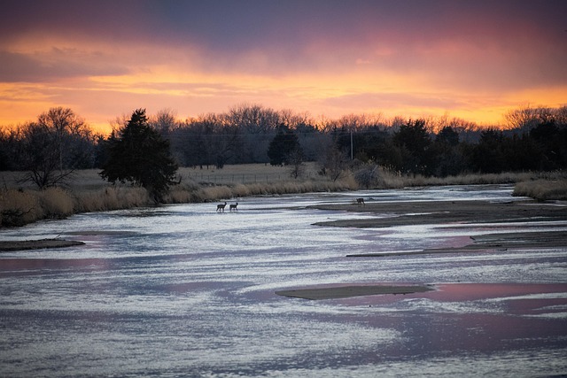 Sonnenuntergang, Hirsch, Fluss, Natur