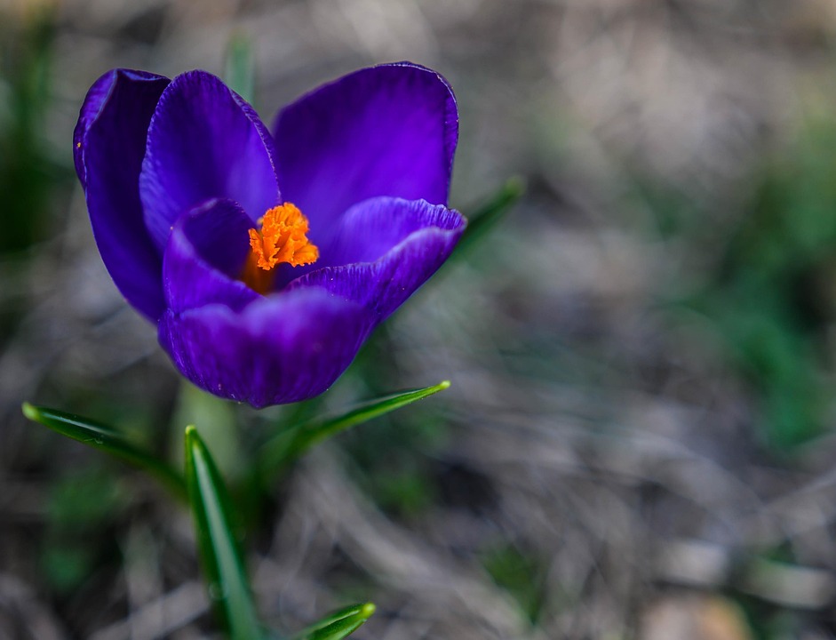 Floare Spring Flower Spring Thriving - Free photo on Pixabay