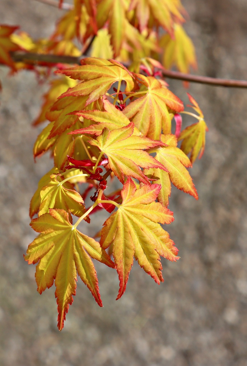 Blade Acer Ny - Gratis foto på Pixabay