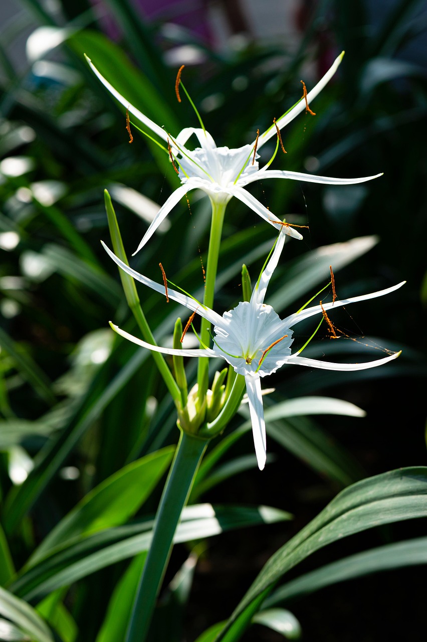 Lírio-Aranha Flores Planta - Foto gratuita no Pixabay - Pixabay