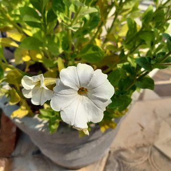 Hvid Blomst, Blomst Fotografering, Hvid