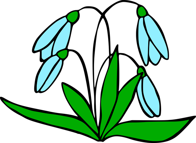 Free flowers snowdrops plant illustration