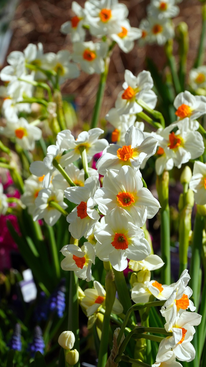 Daffodils Flowers Plants Free photo on Pixabay Pixabay