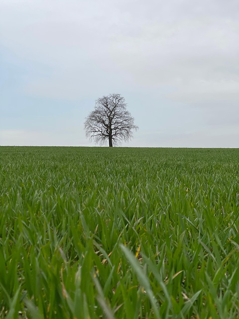 Free Tree Field photo and picture