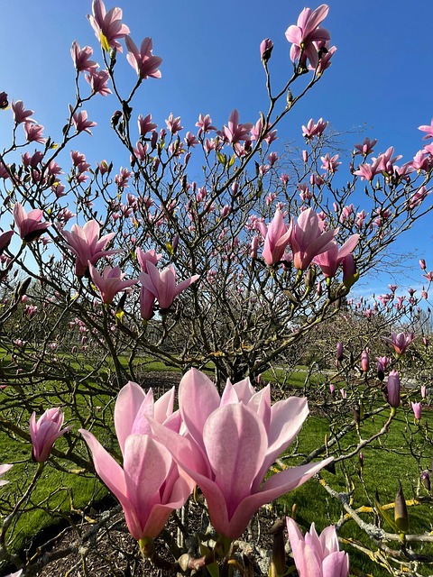 Free Pink Tree photo and picture