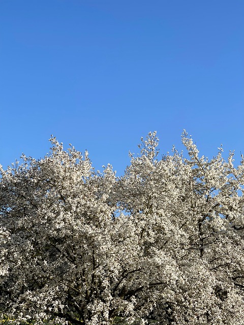 Free Sky Blue Sky photo and picture