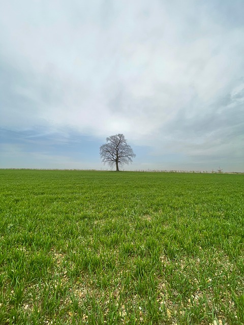 Free Tree Field photo and picture