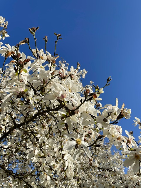 Free White Blossom photo and picture