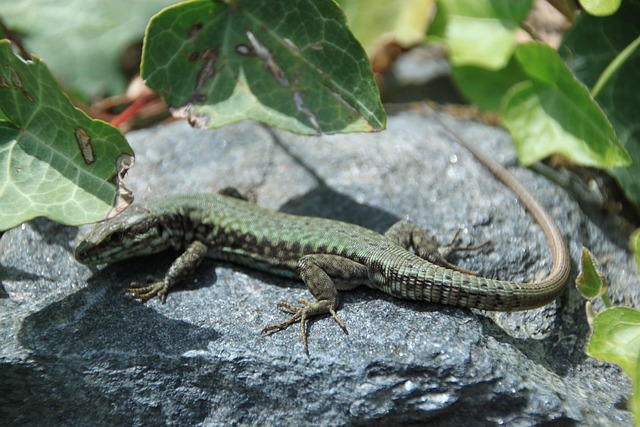 Hagedis, Dier, Steen, Bladeren, Reptiel