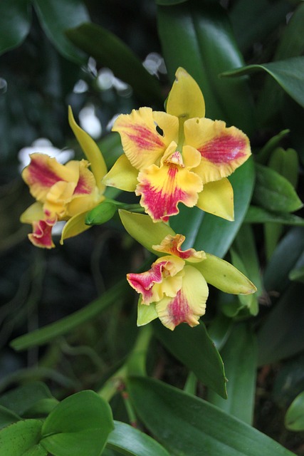 Orchidee, Bloem, Plant, Natuur