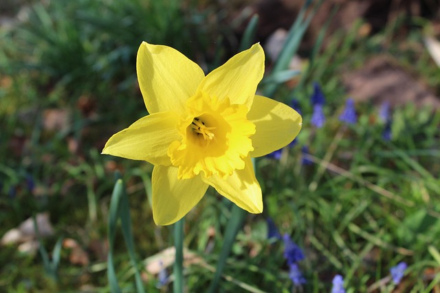 Free Yellow Daffodil photo and picture