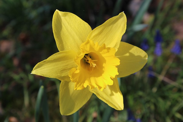 Free Easter Bell Narcissus Pseudonarcissus photo and picture