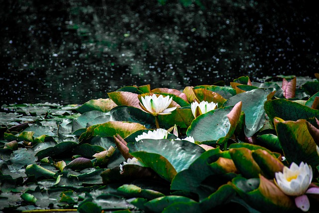 Free Lotus Flowers photo and picture