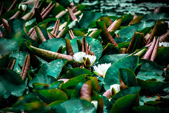 Free Lotus Lake photo and picture