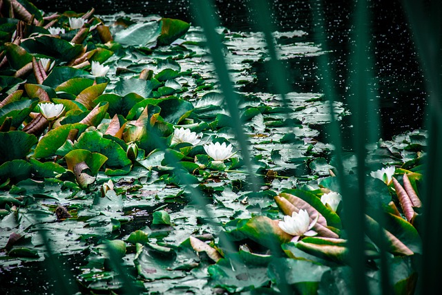Free Lotus Lake photo and picture
