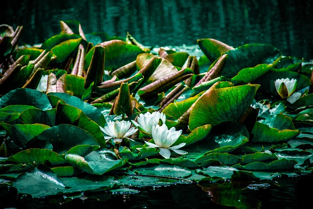 Free Lotus Lake photo and picture